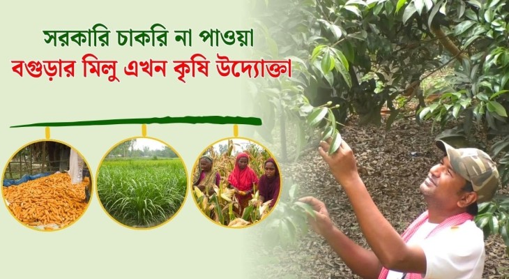 মার্স্টাস পাশ করা বগুড়ার মিলু এখন পালছেন গরু, চাষ করছেন ভুট্টা আর নেপিয়ার ঘাস