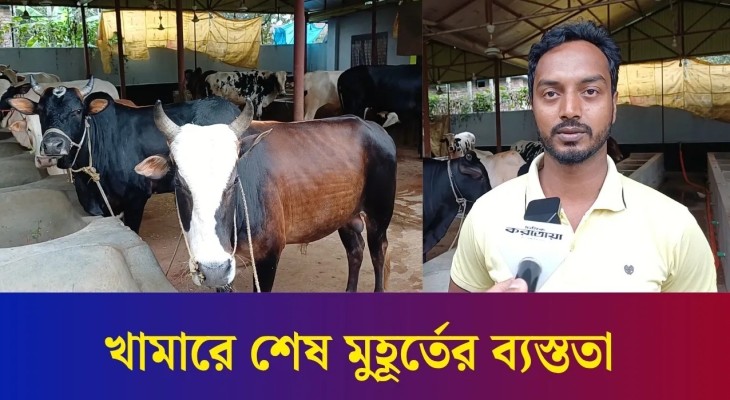 বগুড়ায় কোরবানি ঈদকে কেন্দ্র করে খামারে শেষ মুহূর্তের ব্যস্ততা