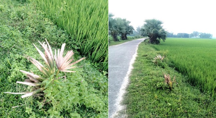 সিরাজগঞ্জের তাড়াশে দুর্বৃত্তদের দেওয়া কীটনাশকে মারা গেল ২০টি বাড়ন্ত তালগাছ