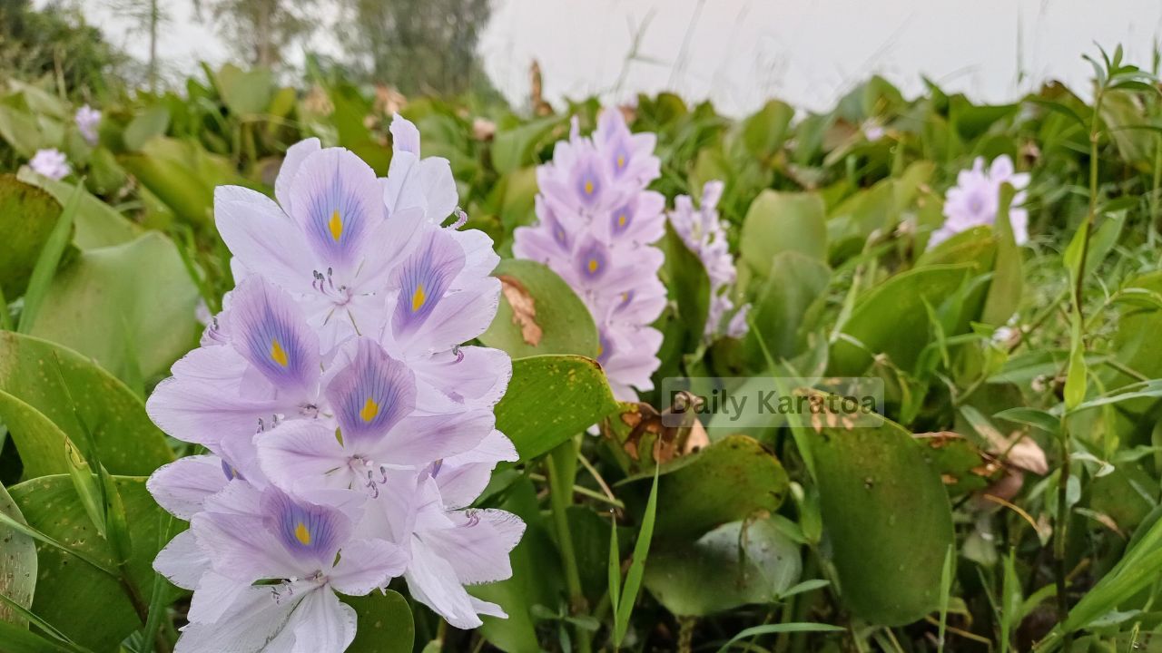 জলাশয়ে ফুটছে কচুরিপানার ফুল