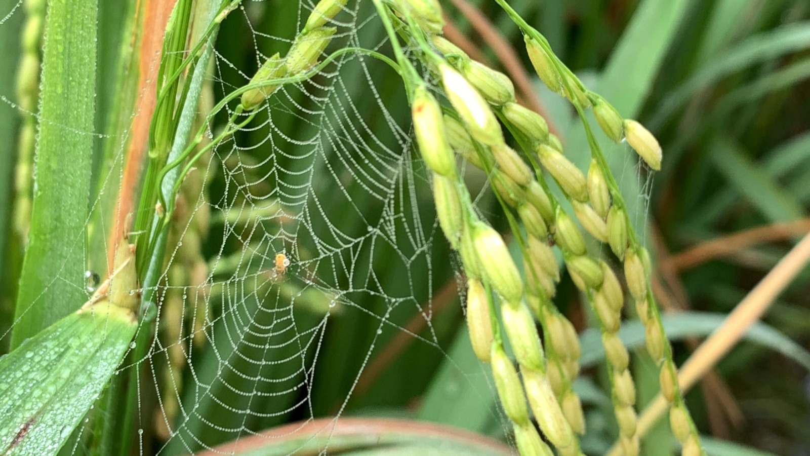 ঝরছে শিশির, আসছে শীত