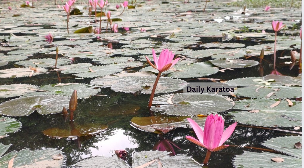 বগুড়া সরকারি আজিজুল হক কলেজ ক্যাম্পাসের পুকুরে মনোরম দৃশ্য তৈরি করেছে শাপলা ফুল