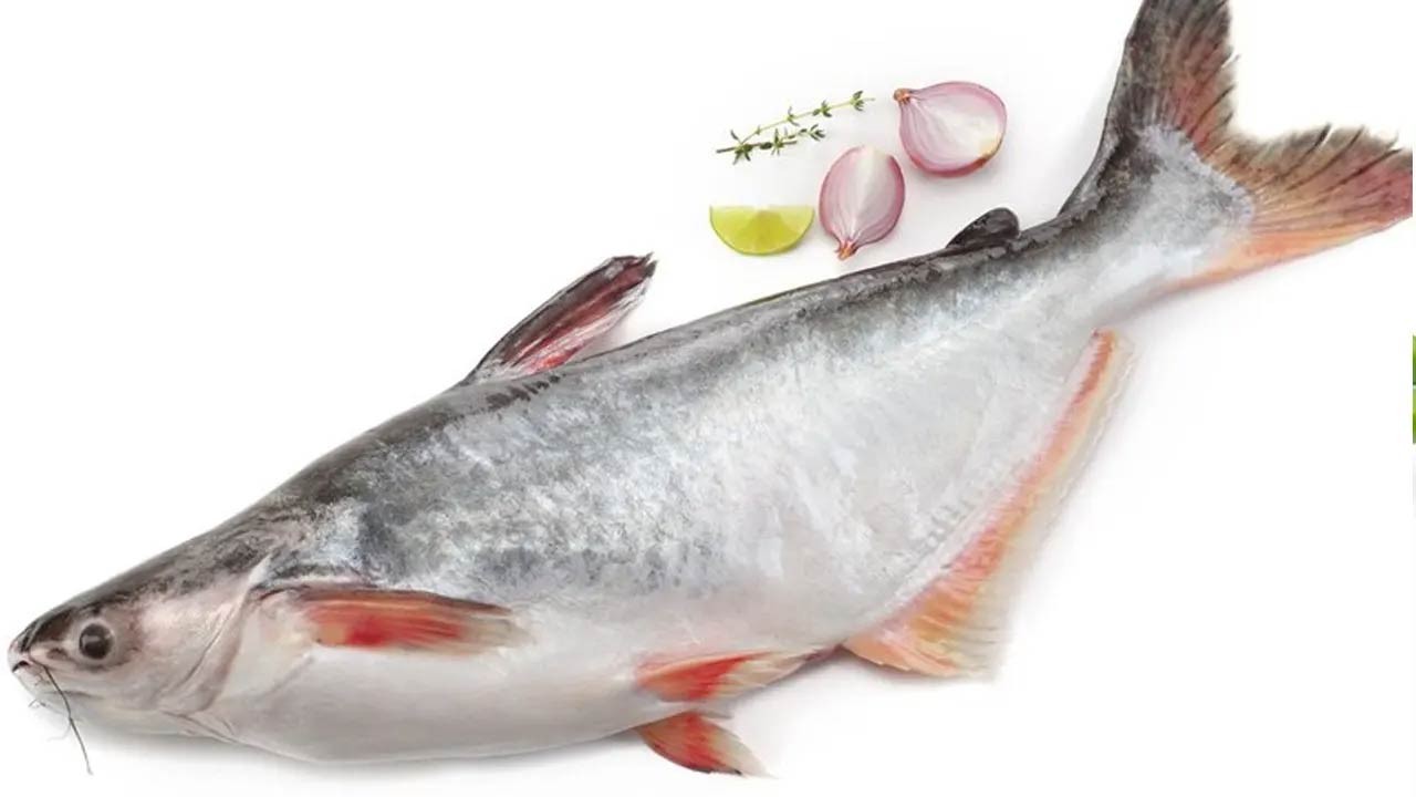 পাঙাশ মাছ কি সত্যিই শরীরের জন্য ক্ষতিকর, যা বলছেন পুষ্টিবিদ