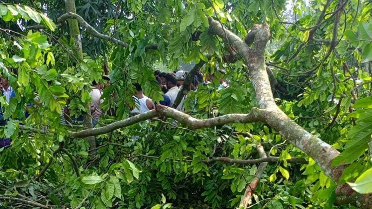লালমনিরহাটে গাছের নিচে চাপা পড়ে রিকশাচালকের মৃত্যু
