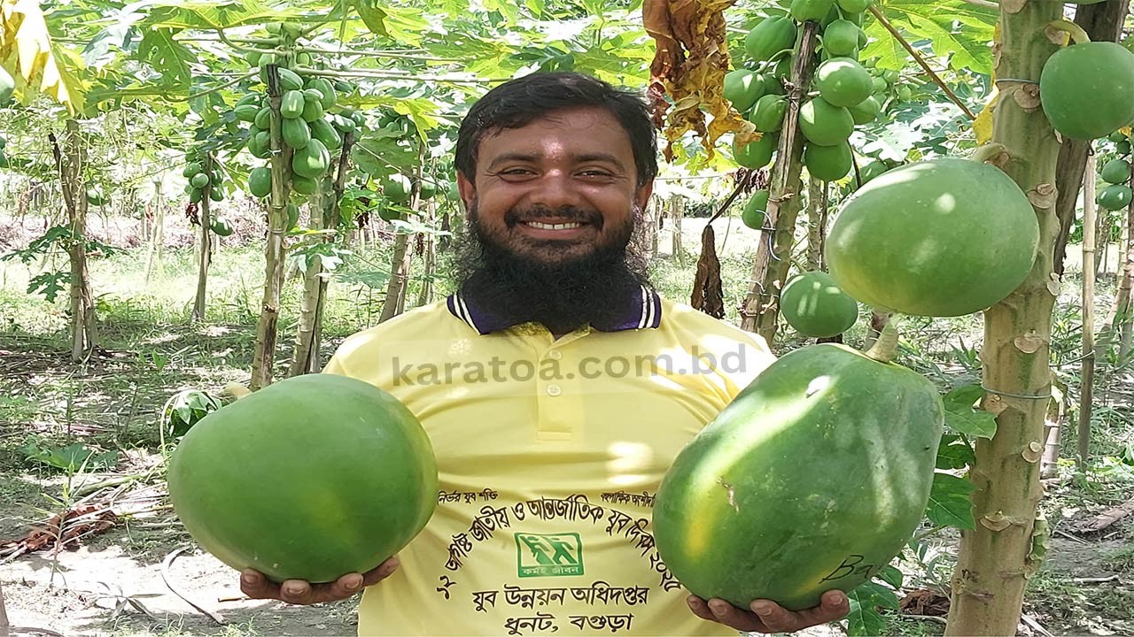 বগুড়ার ধুনটে পেঁপে চাষে লাখপতি আকুল