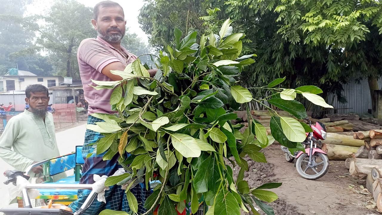 সিরাজগঞ্জের কাজিপুরে কাঁঠাল পাতার রমরমা ব্যবসা, বিক্রি হচ্ছে হাটেবাজারে