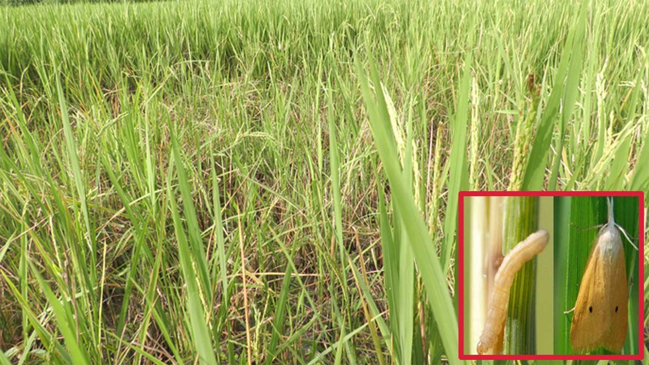 কুড়িগ্রামের চিলমারীতে আমনক্ষেতে মাজরা পোকার আক্রমণ, দিশেহারা কৃষক