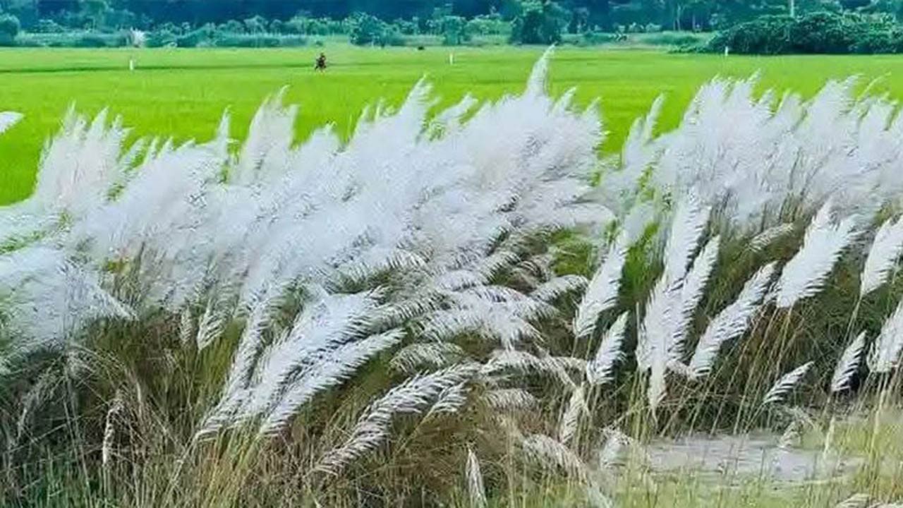 লালমনিরহাটে আর চোখে পড়ে না চিরচেনা কাশফুল