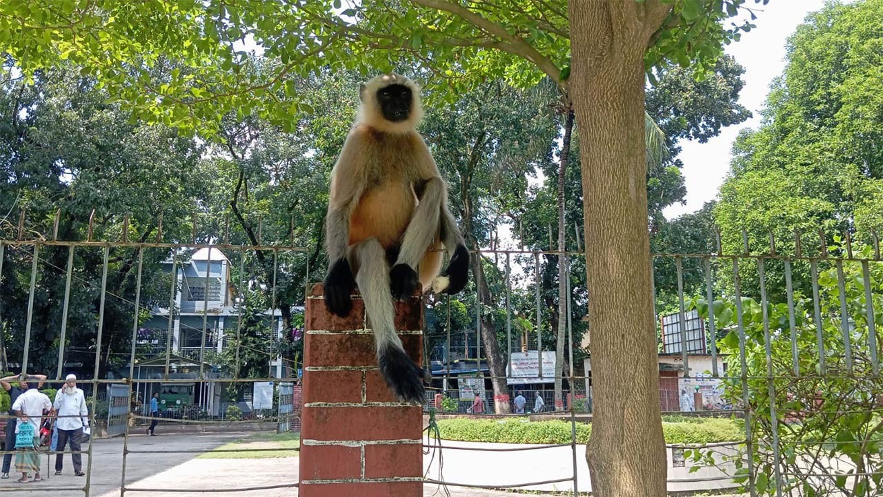 নওগাঁর আত্রাইয়ে লোকালয়ে হনুমান উৎসুক জনতার ভিড়