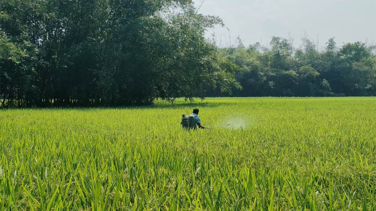 রংপুরের গঙ্গাচড়ায় আমন ধানে মাজরা পোকার আক্রমণ