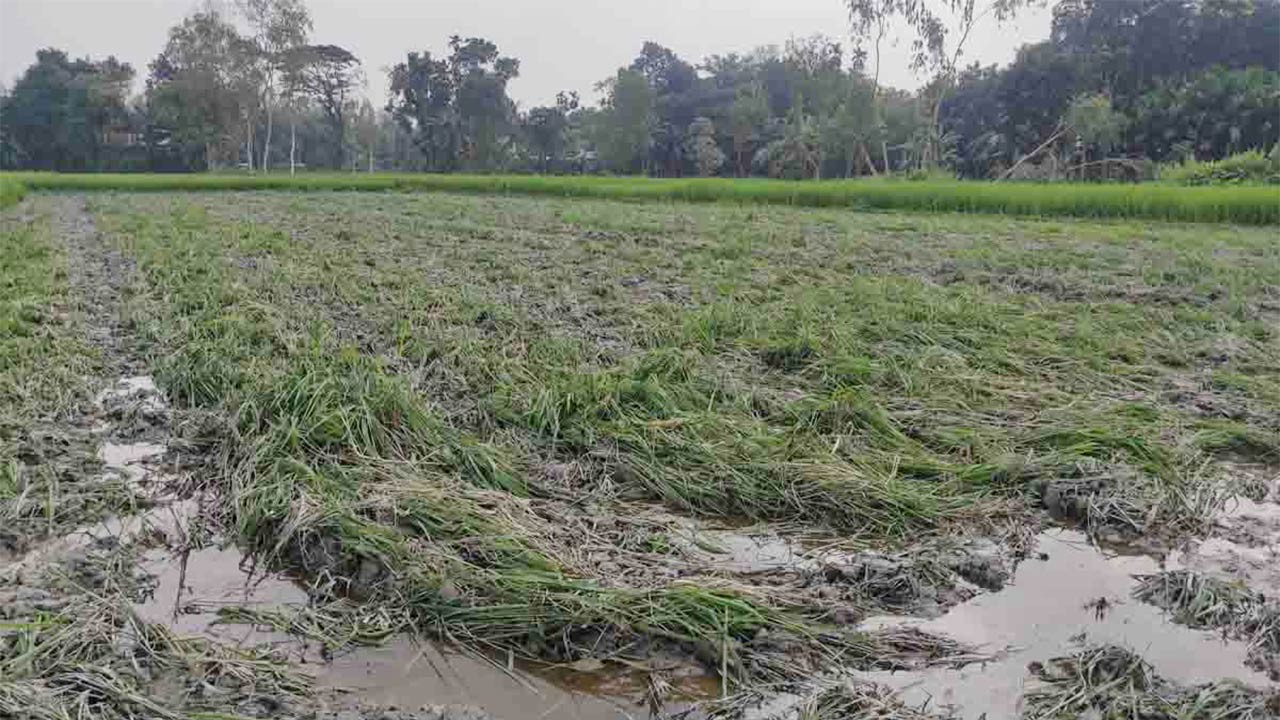 কুড়িগ্রামের ভূরুঙ্গামারীতে ট্রাক্টর দিয়ে নষ্ট করা হলো ৮ বিঘা জমির ধান