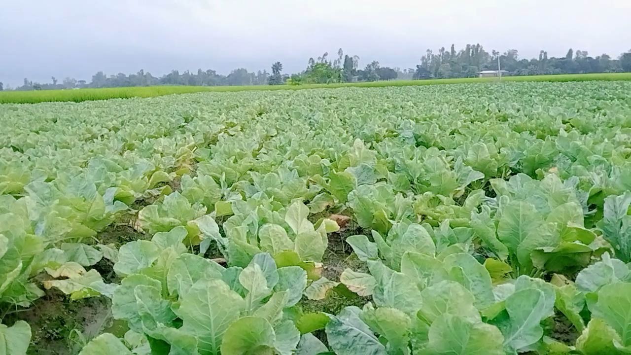 বগুড়ার শিবগঞ্জে শীতকালীন আগাম জাতের সবজি চাষের ধুম