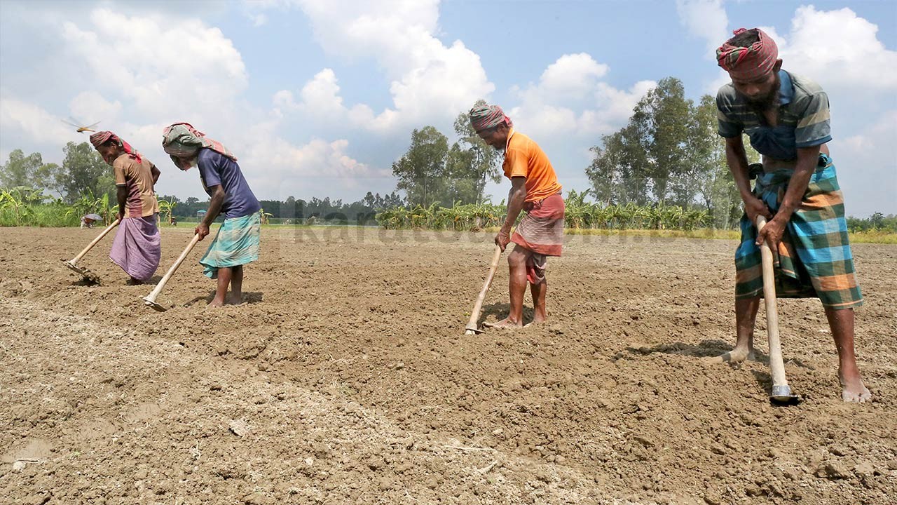 ক্ষতি পুষিয়ে উঠতে আগাম আলু চাষে স্বপ্ন দেখছেন বগুড়ার কৃষক