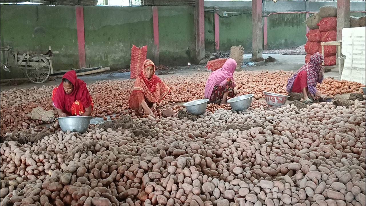 জয়পুরহাটের পাঁচবিবিতে আলুর দামে হতাশ কৃষক পুঁজি হারিয়ে দিশেহারা