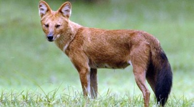 ফুলবাড়িয়ায় শিয়ালের কামড়ে আহত ১০