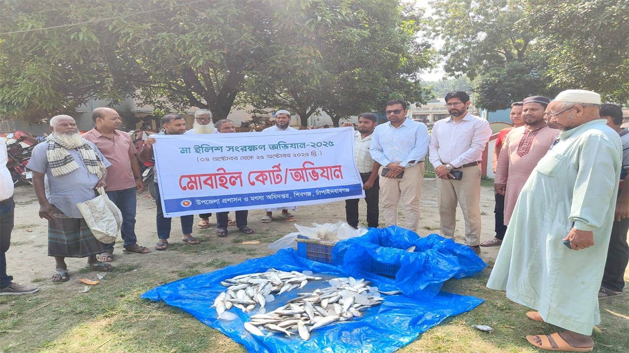 চাঁপাইনবাবগঞ্জে টানা তিন দিনে পদ্মা নদী থেকে ধরা ৬৭ কেজি ইলিশ জব্দ