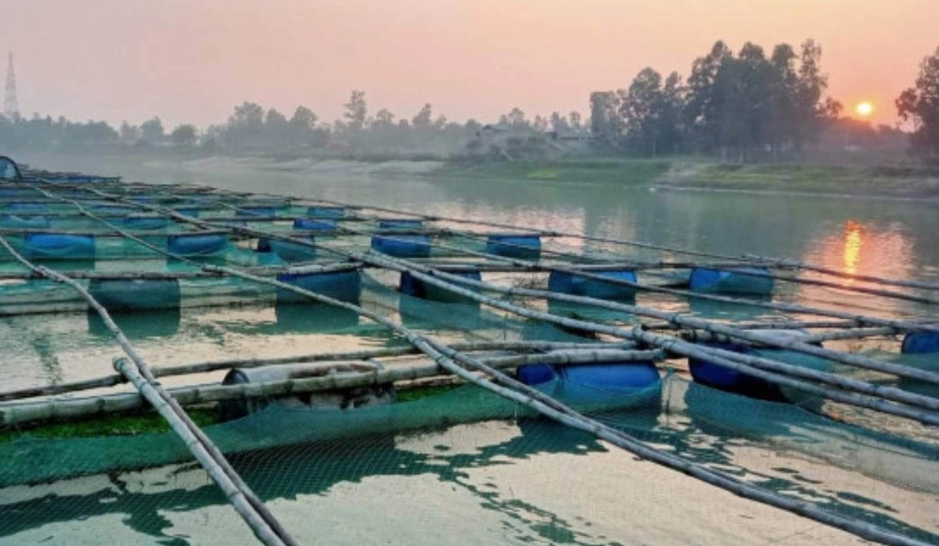 সিরাজগঞ্জে খাঁচায় মাছ চাষ জনপ্রিয় হয়ে উঠেছে, স্বাবলম্বী হচ্ছে অনেকেই 