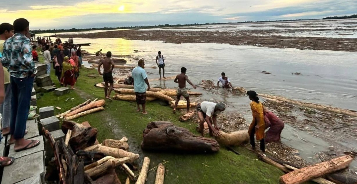 ভূরুঙ্গামারীর কালজানি নদী দিয়ে ভেসে আসছে হাজার হাজার গাছের গুড়ি