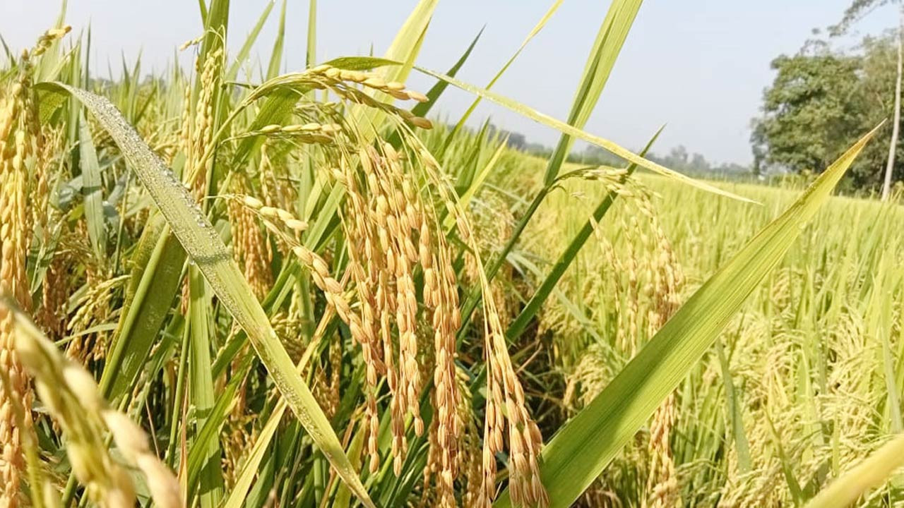 আমন চাষে খরচ বেড়েছে ন্যায্য দাম নিয়ে শঙ্কায় চাষিরা