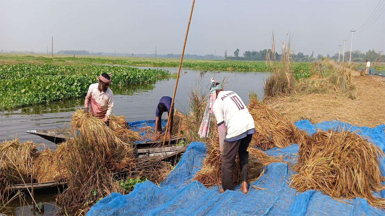নাটোরের সিংড়ার চলনবিলে বন্যার পানি নৌকায় নিয়ে ধান কাটছে কৃষক