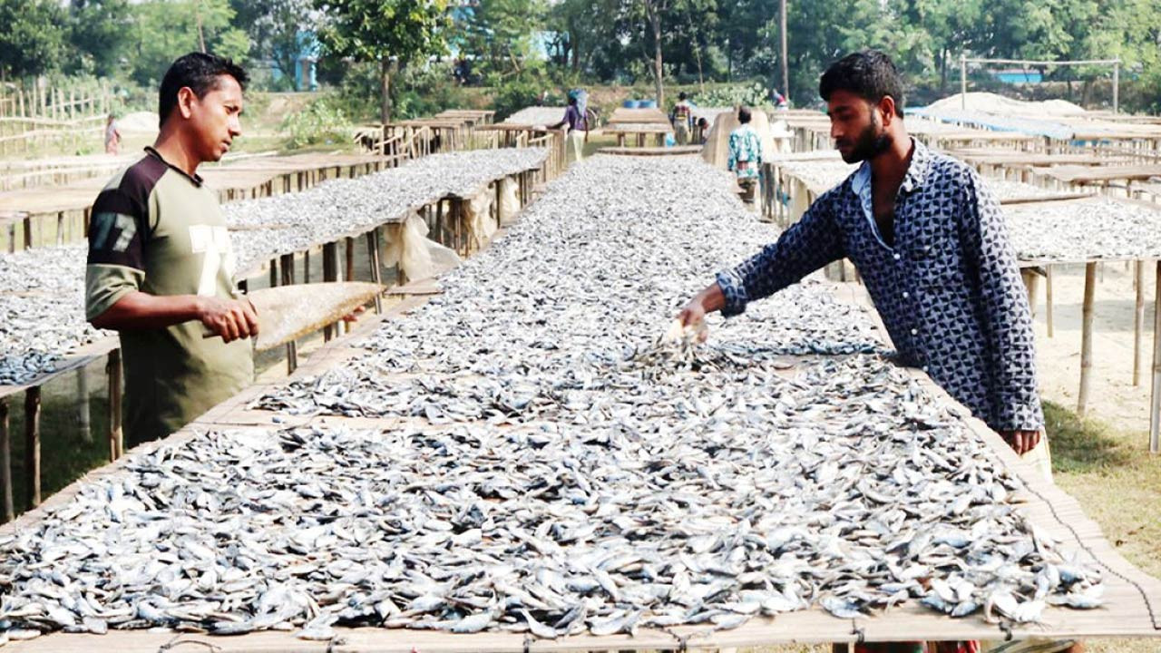 পাবনার সুজানগরে শুঁটকি মাছ উৎপাদনের ধুম