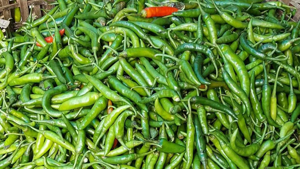 বগুড়ার সোনাতলায় কাঁচা মরিচের আমদানি, ভালো দাম পেয়ে কৃষক খুশি