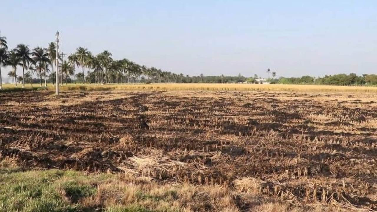 পাবনায় ভাগবাটোয়ারা না হওয়ায় বিএডিসির খড় পুড়িয়ে ফেলা হলো