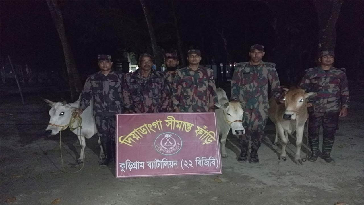 কুড়িগ্রামে বিজিবির বিশেষ অভিযানে ভারতীয় গরু ও মদ জব্দ