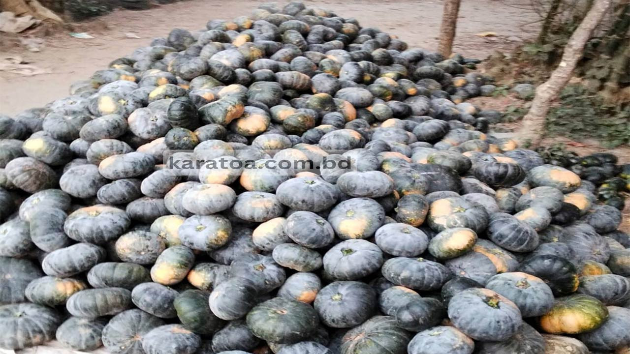 বগুড়ার সোনাতলায় আগাম মিষ্টি কুমড়ার বাম্পার ফলন