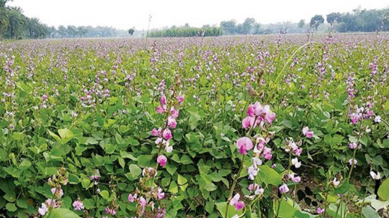 রংপুরের তারাগঞ্জে শিম চাষে লাখপতি অনিল