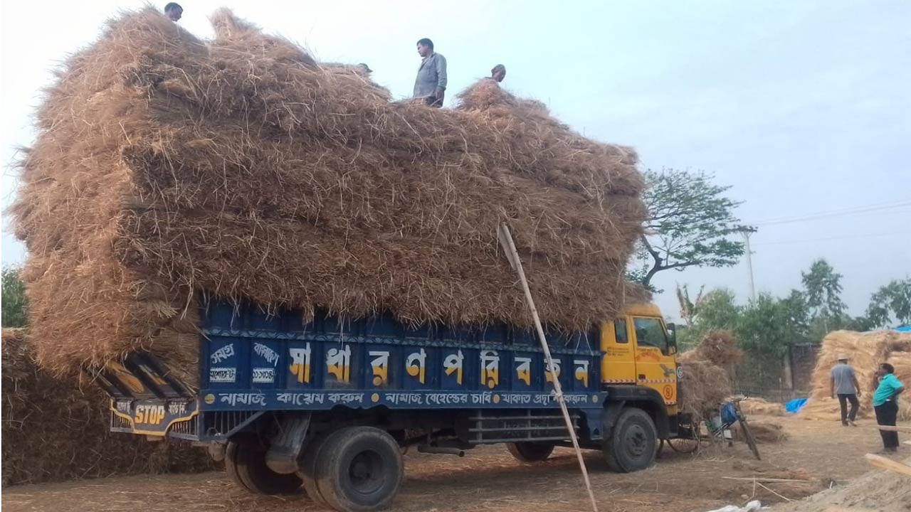 দিনাজপুরের গো-খাদ্য ধানের খড় যাচ্ছে দেশের বিভিন্ন জায়গায়