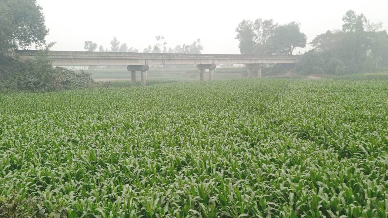 সিরাজগঞ্জে আড়াই হাজার হেক্টর জমিতে ভুট্টা চাষ শুরু 