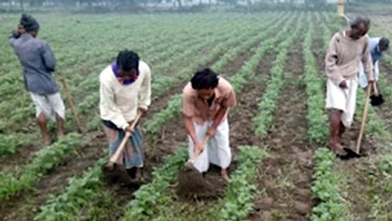 দিনাজপুরে ৪৭ হাজার হেক্টর জমিতে আলু চাষের লক্ষ্যমাত্রা নির্ধারণ