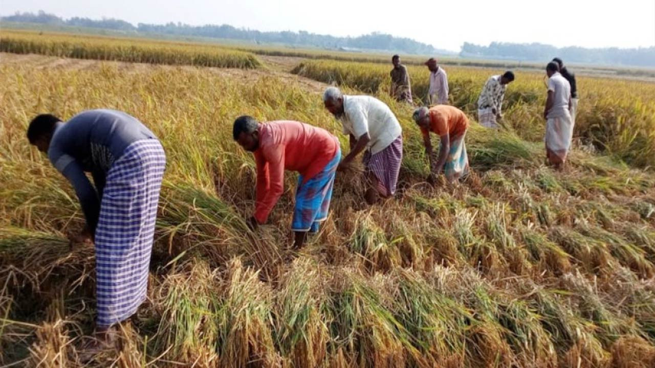 নীলফামারীর সৈয়দপুরে আমন ধান কাটা মাড়াইয়ের ধুম, মিলছে আশানুরূপ ফলন ও দাম