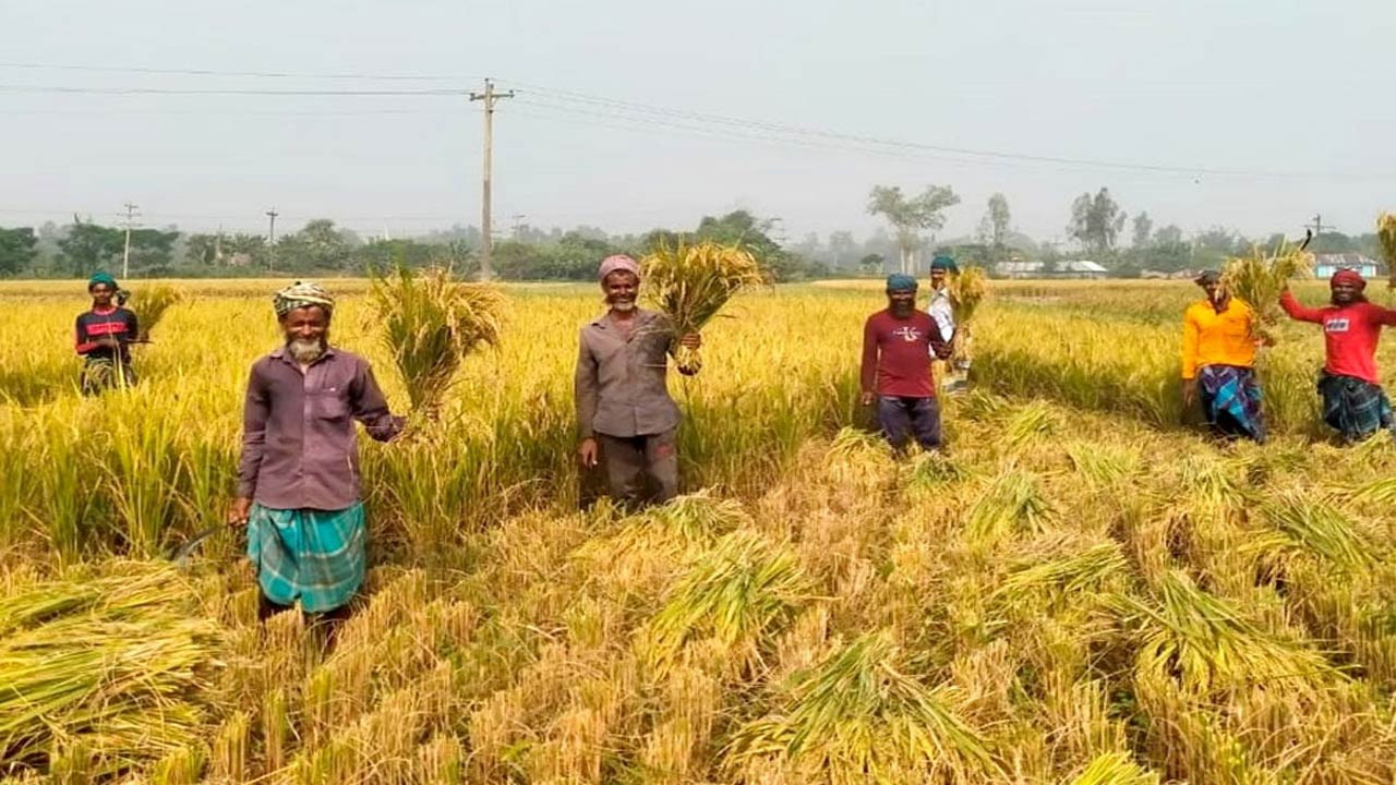 বগুড়ায় আমন ধান ঘরে তোলার ধুম