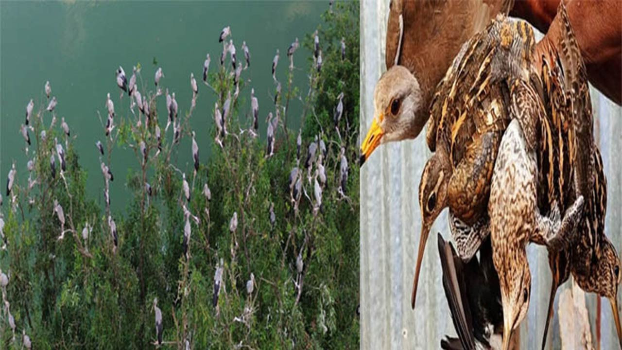 চলনবিলে অতিথি পাখি আসার শুরুতেই নিধনে মেতেছে শিকারিরা