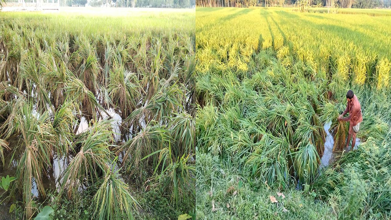বগুড়ার সোনাতলায় ১৩৫ হেক্টর জমির ধান রক্ষায় কৃষকের প্রাণপণ চেষ্টা