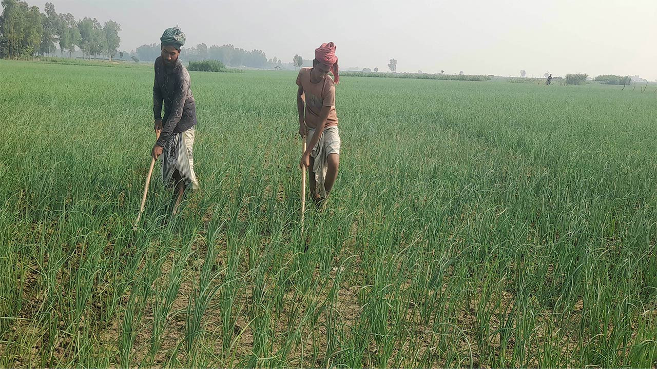 পাবনার সুজানগরের চরাঞ্চলে মুড়িকাটা পেঁয়াজের বাম্পার ফলনের সম্ভাবনা