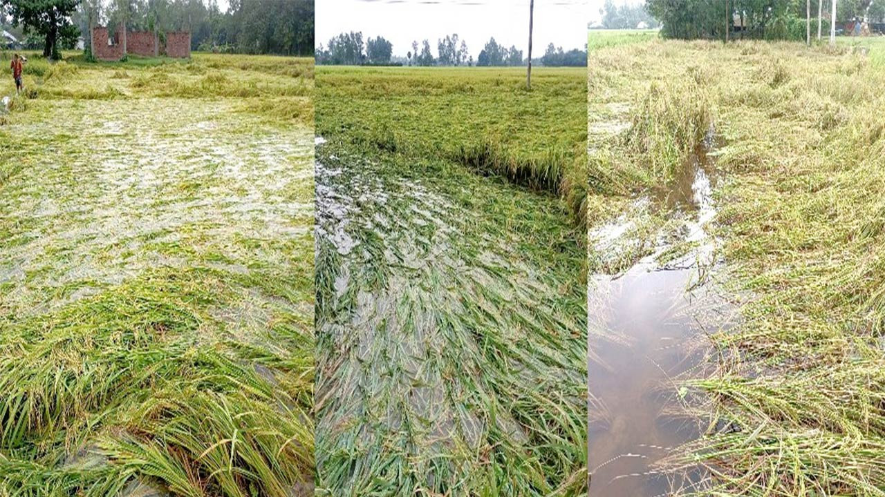 মধ্য কার্তিকের বৃষ্টিতে বগুড়াসহ উত্তরাঞ্চলে ফসলের ব্যাপক ক্ষতির আশঙ্কা