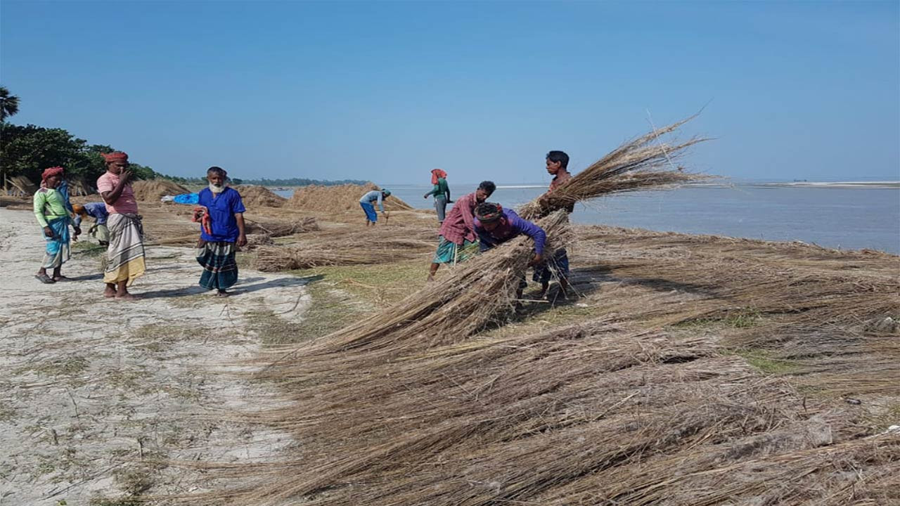 বগুড়ার সারিয়াকান্দির চরাঞ্চলের ছনপাতা বিক্রি হচ্ছে দেশের বিভিন্ন এলাকায়