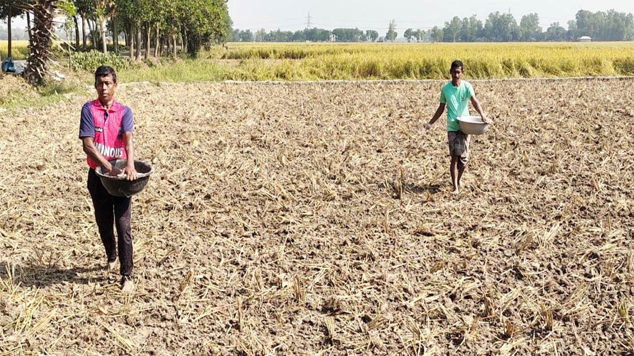 আমন ধান কাটতেই বগুড়ার নন্দীগ্রামে সরিষা চাষের ব্যস্ততা
