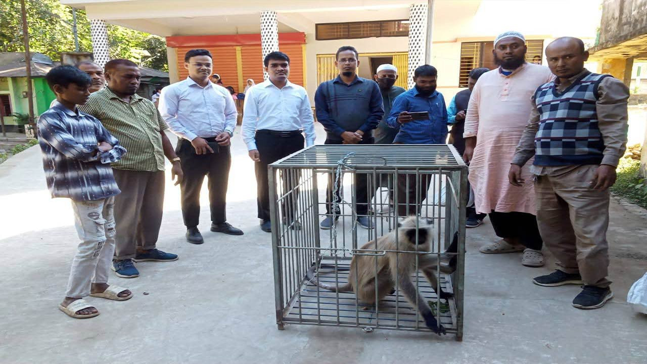 দিনাজপুরের হিলিতে ঘুরে বেড়ানো হনুমানটির স্থান হলো রংপুর চিড়িয়াখানায়