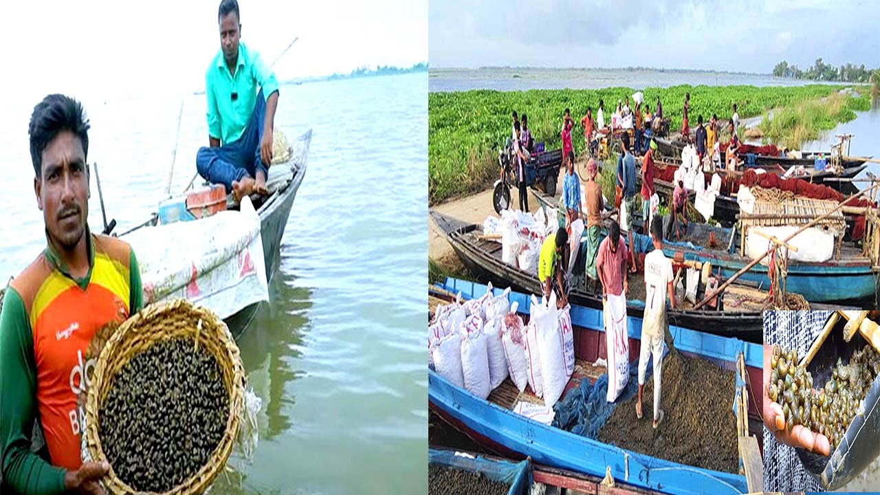 চলনবিলে অবাধে চলছে শামুক-ঝিনুক নিধন : বিপন্ন জীববৈচিত্র্য