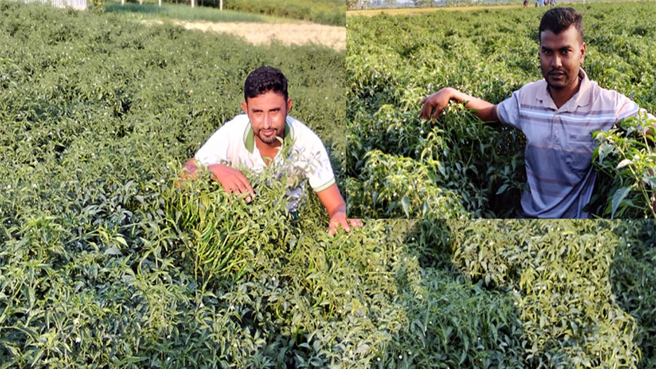বগুড়ার শাজাহানপুরে হাইব্রিড মরিচ চাষে ভাগ্য বদলেছে অনেকের