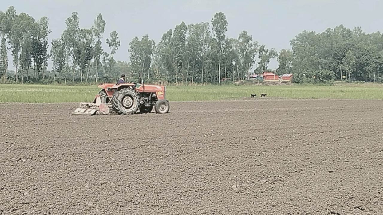 সিরাজগঞ্জে ভোজ্য তেলের চাহিদা পূরণে সরিষা চাষে ব্যস্ত কৃষক