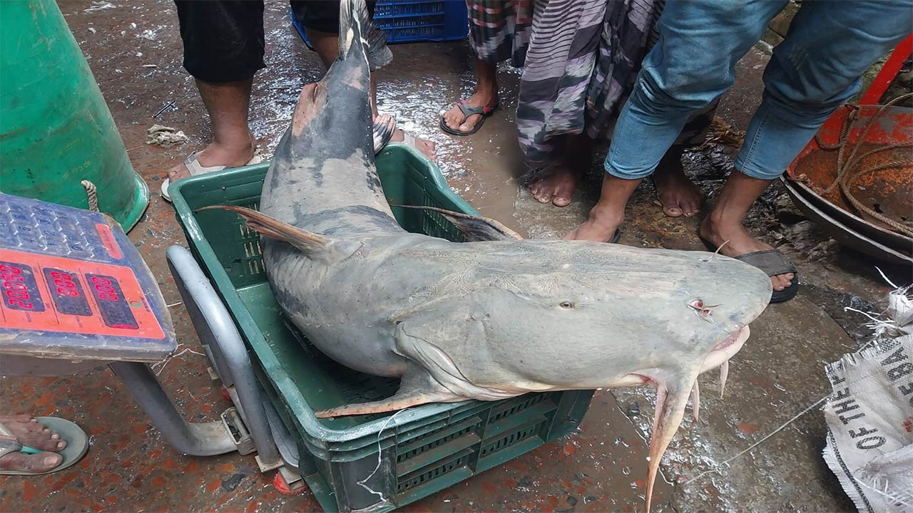 চাঁপাইনবাবগঞ্জে পদ্মায় জেলের জালে ২০ কেজি ওজনের বাঘাইড়