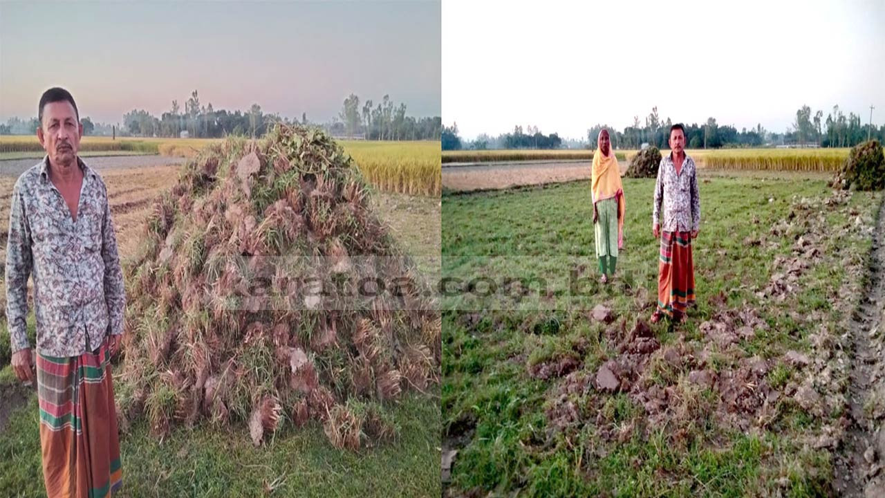 বগুড়ার সোনাতলায় জমির ফসল উপড়ে ফেলার অভিযোগ