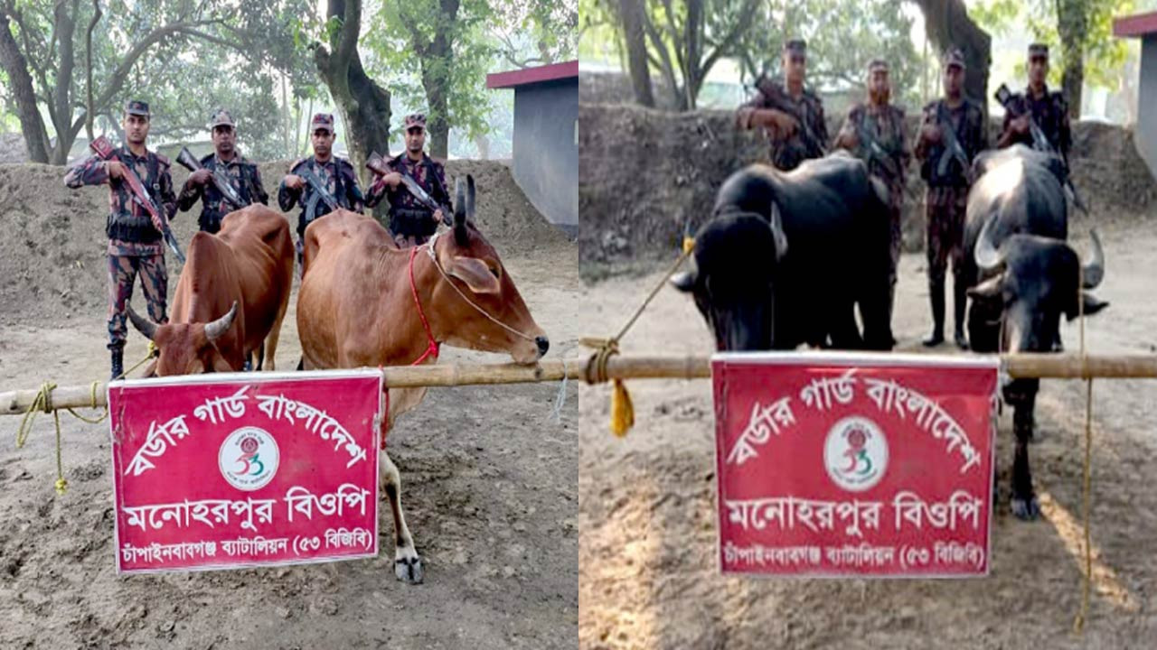 চাঁপাইনবাবগঞ্জ সীমান্তে চোরাচালানকৃত ৬টি গবাদিপশু ও ৫০ কেজি বিড়ির মসলা জব্দ