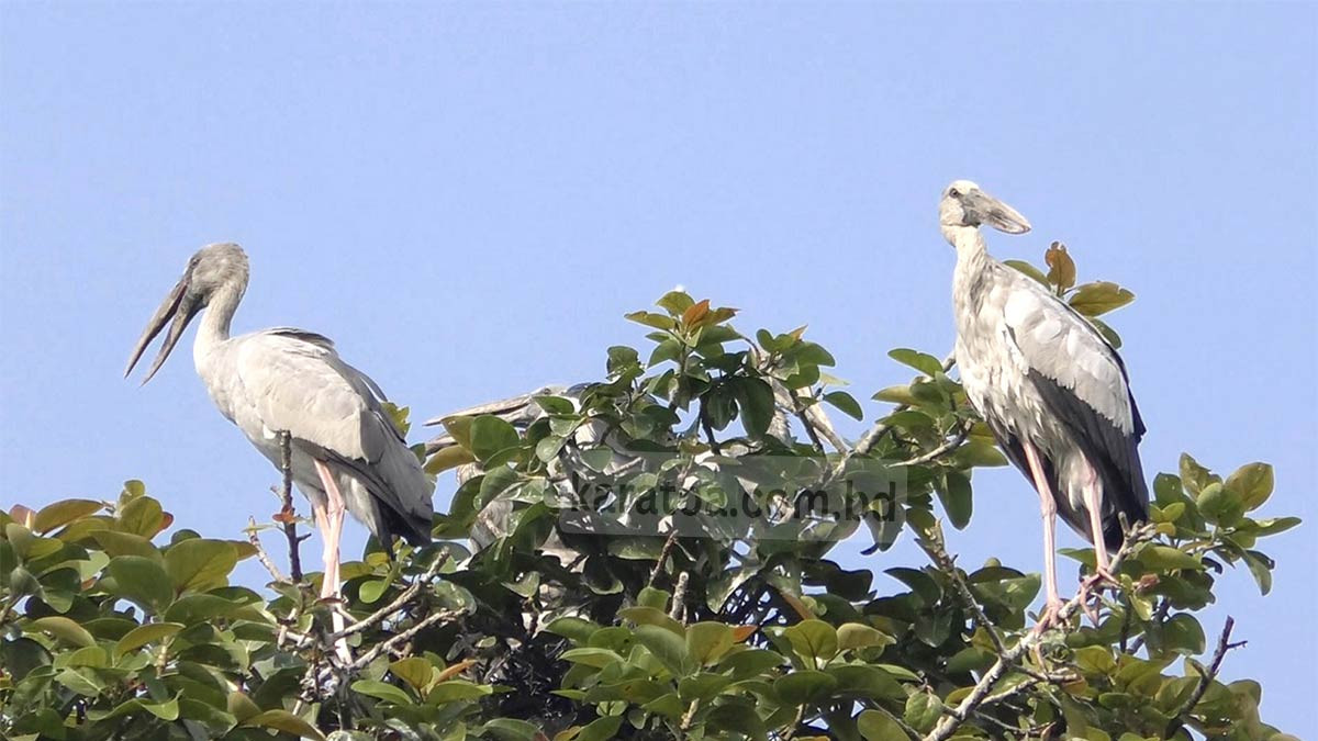 পাখি সব করে রব, রাতি পোহাইল!