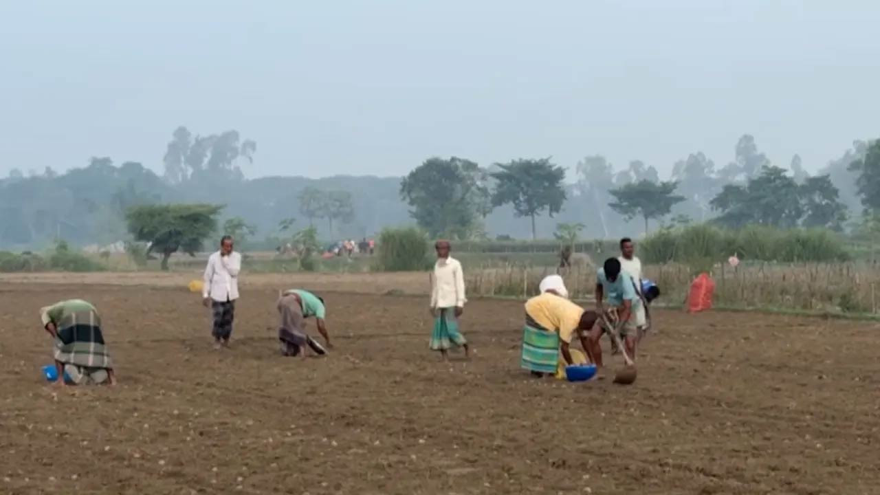দিনাজপুরের হিলিতে আগাম আলু চাষে ব্যস্ত কৃষক